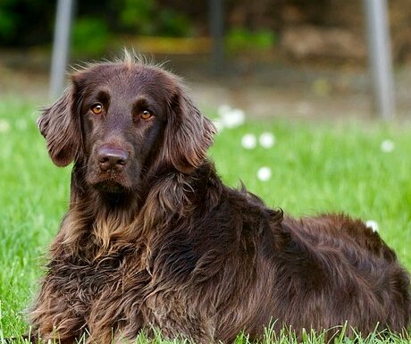 Pets - Who is the typical private jet customer?